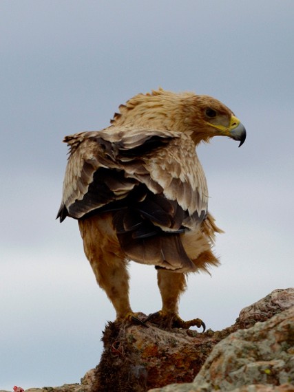 Águila imperial ibérica, Fundación CBD-Hábitat