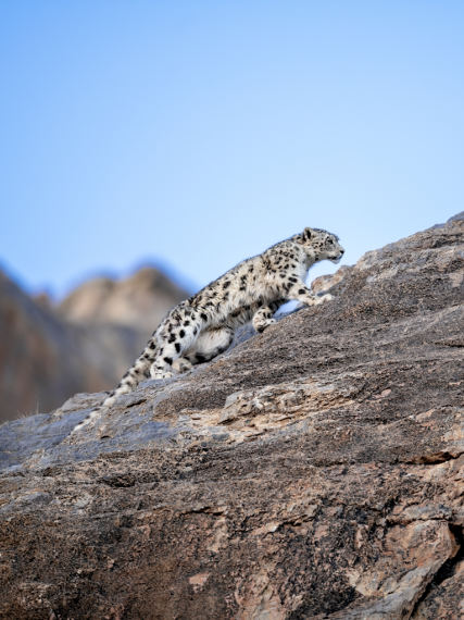 Leopardo de las nieves, International Leopard Snow Trust. Premio Mundial a la Conservación de la Biodiversidad Fundación BBVA