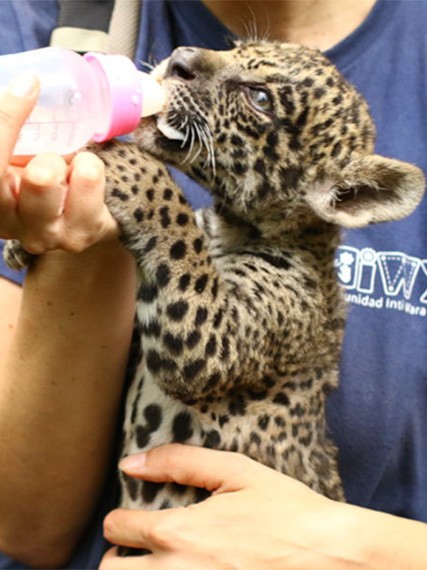 Un tigre alimentándose de un biberón, en manos de una trabajadora de la la Comunidad Inti Wara Yassi (CIWY)